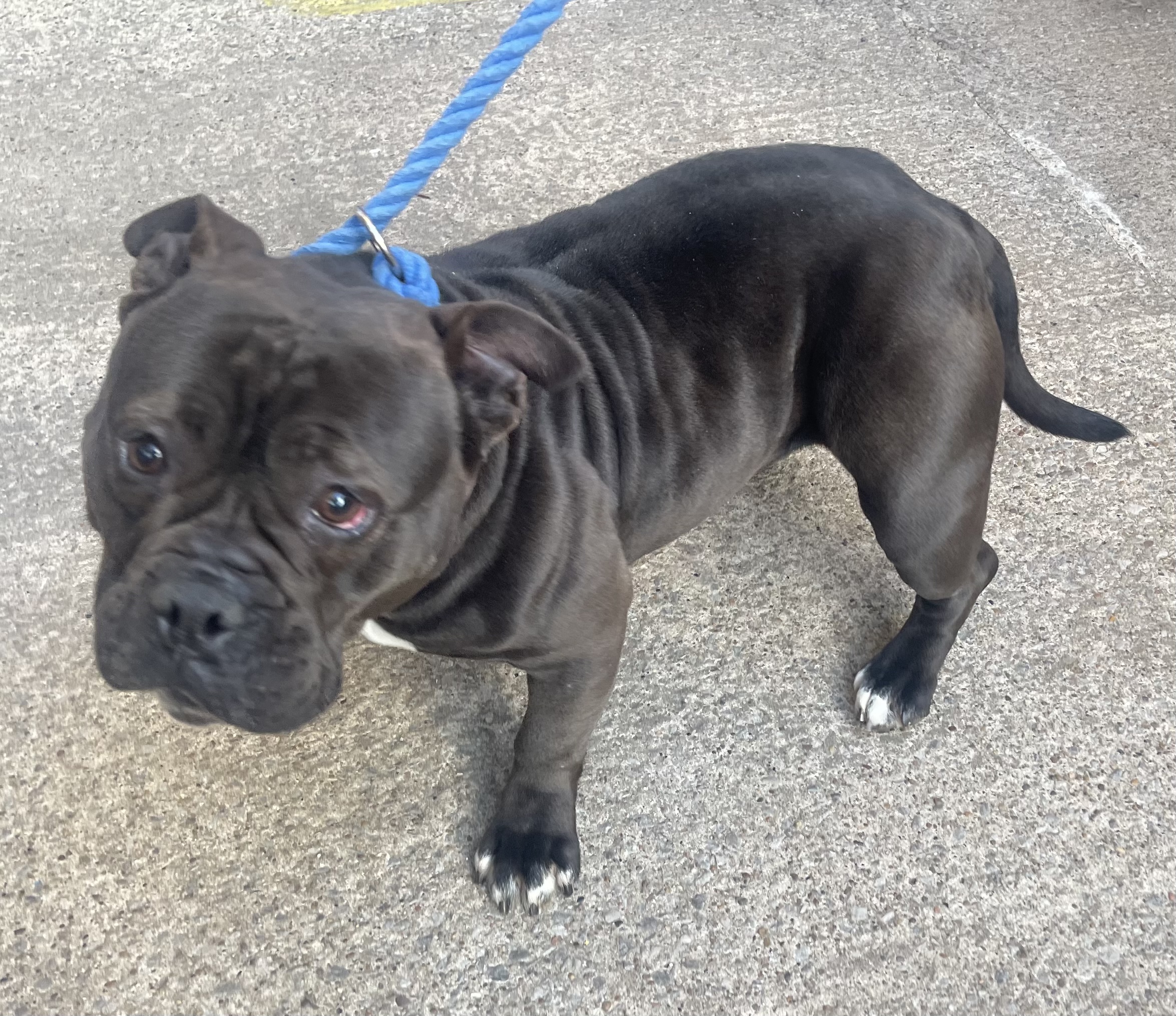 13350 Pocket Bully Female I Need a Home