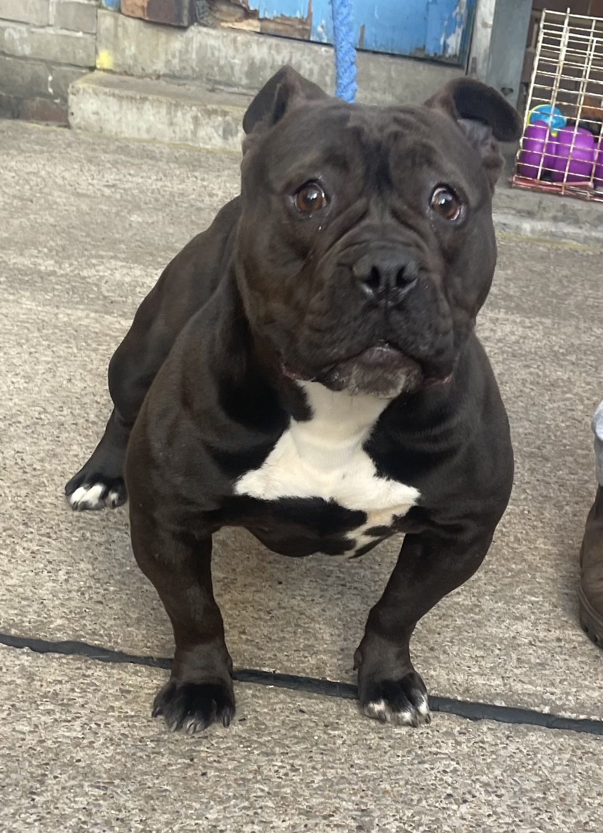 13350 Pocket Bully Female I Need a Home