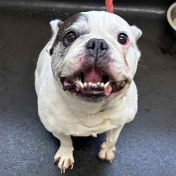 Messenger_creation_0C962E77-34D6-4138-A671-DDF8F4CCF492~2