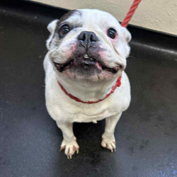 Messenger_creation_49615879-14BE-4885-AFBB-6E6EE3DECAF5~2