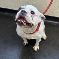 Messenger_creation_5210301C-DA09-49AE-B2C6-558C5FB620B2~2