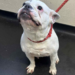 Messenger_creation_8DCF9604-EF84-4B8F-BD2B-A34446270181~2