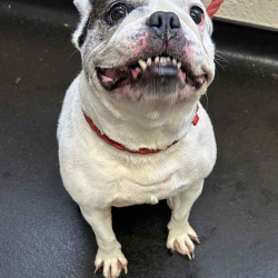 Messenger_creation_B9C119AC-02B6-44C7-9E07-91EF4D0A546C~2